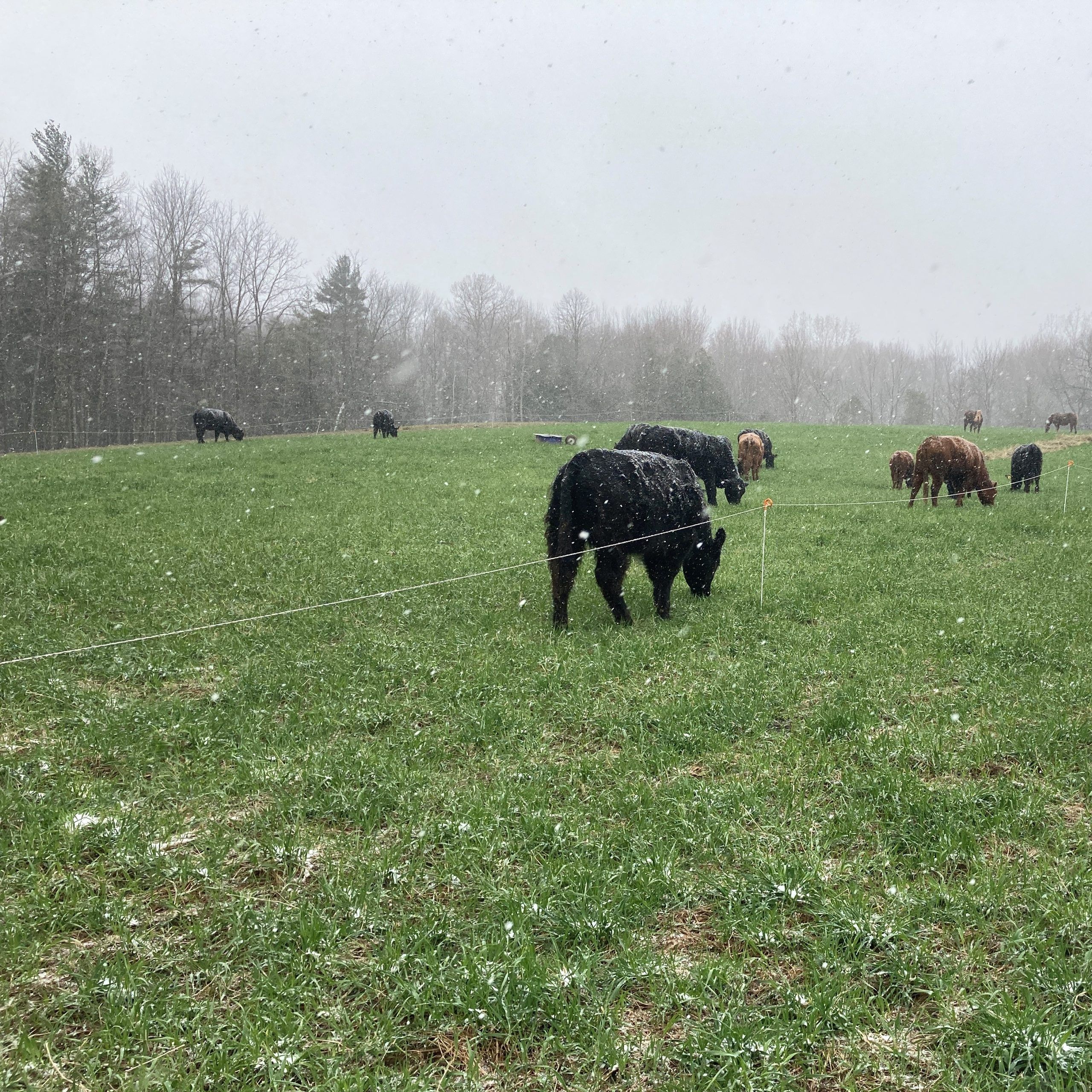 Holistic Management Planned Grazing EFAO