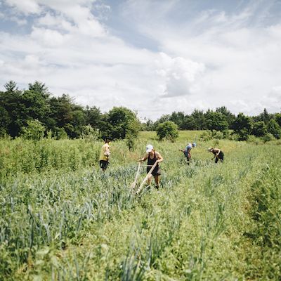 A team of four people works in a green field of garlic under a cloudy but bright sky