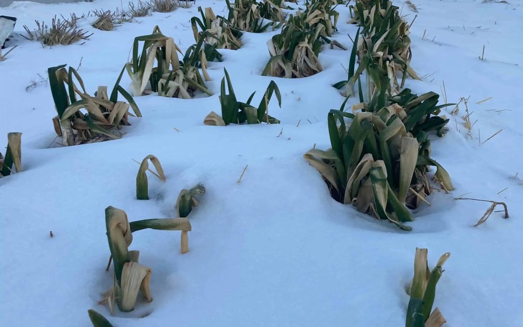 Northern Latitudes: Sourcing and Saving Seeds from Similar Climates