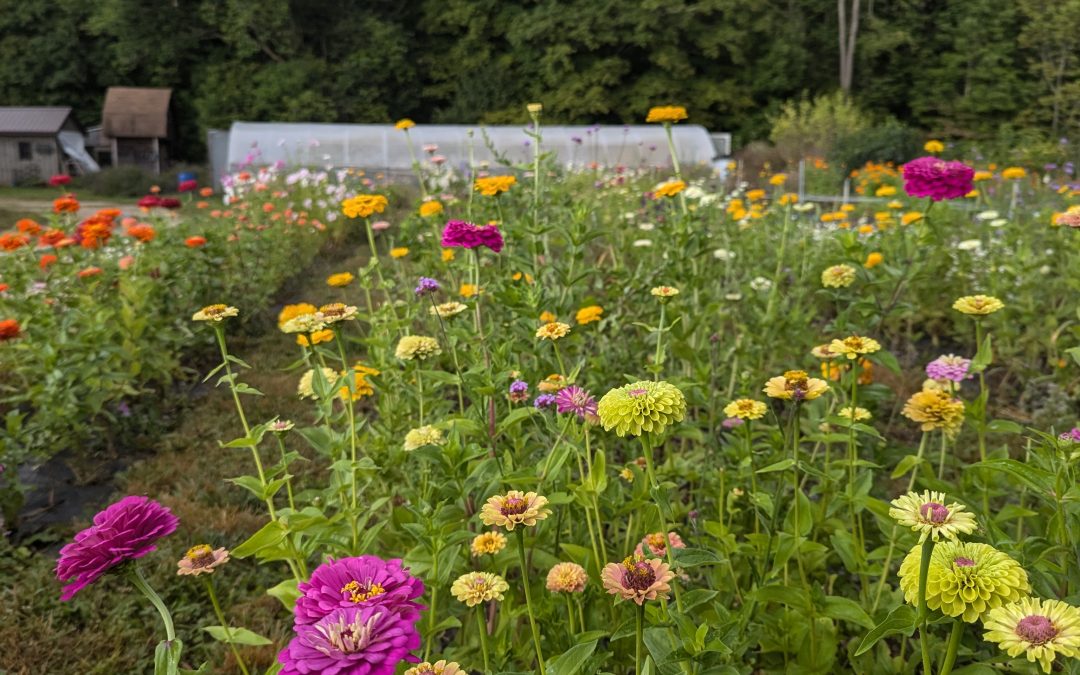 A Flower-filled Field Day in Grey County