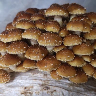 Indoor Mushroom Propagation, Growing and Processing
