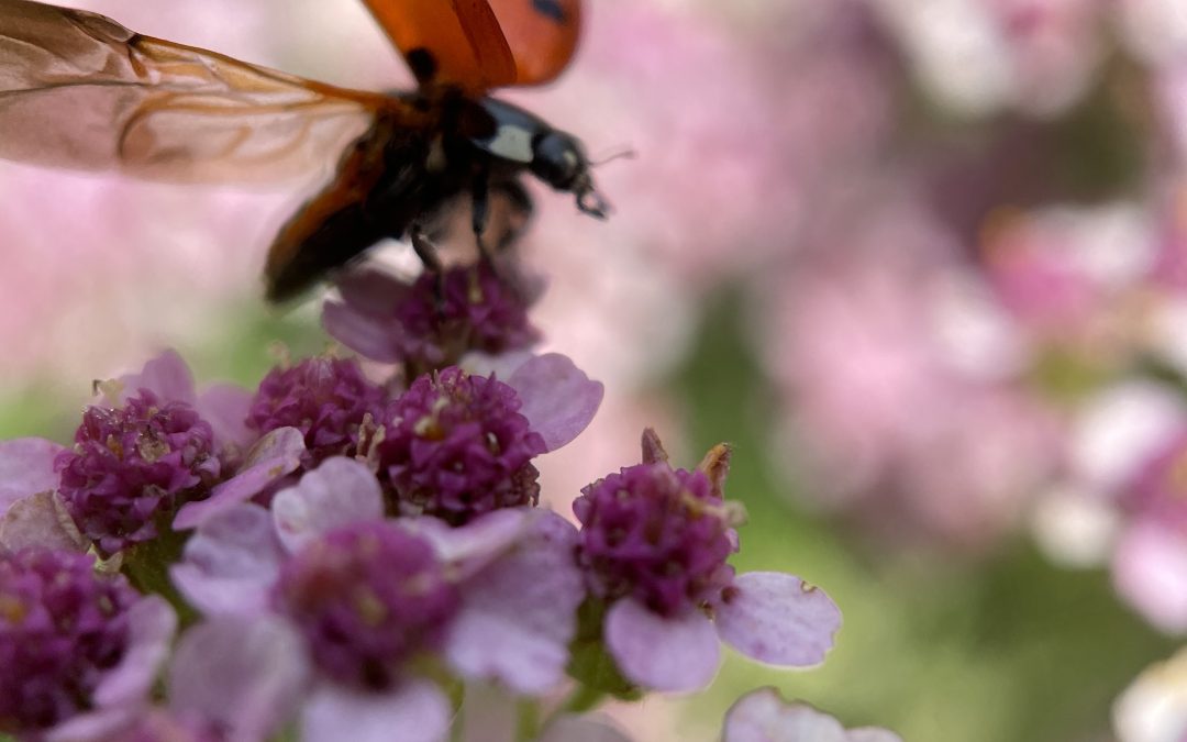 Beetle Banks:  A Pest Control Solution at Any Scale? 