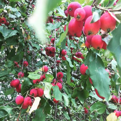 Ecological Farmers Association of Ontario Launches New Food Forest Program for Indigenous Farmers, Growers and Communities