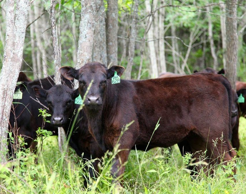Field Day on Manitoulin Island at Three Forks Farms & Martin Farms