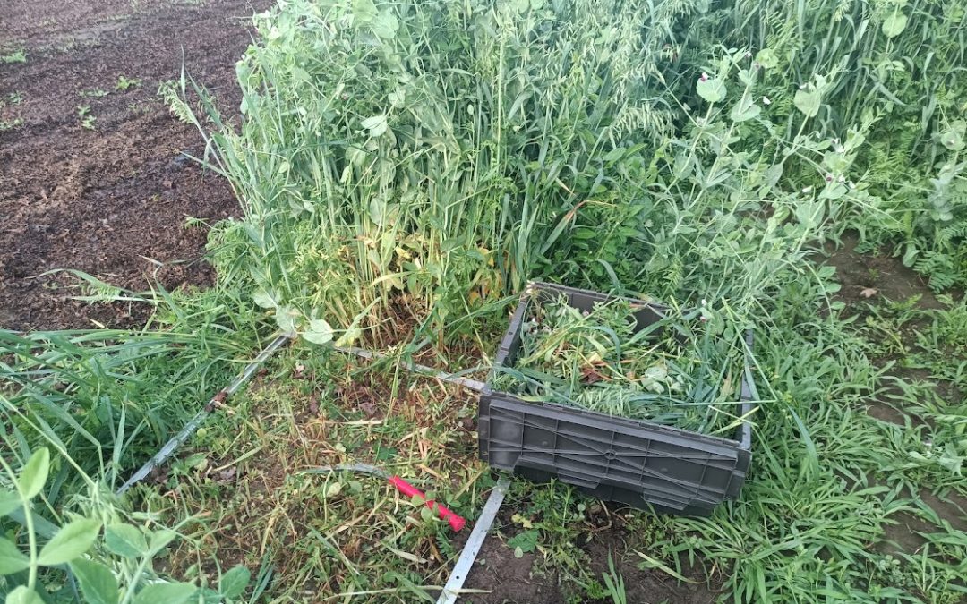 Plant Available Nitrogen from cover crops
