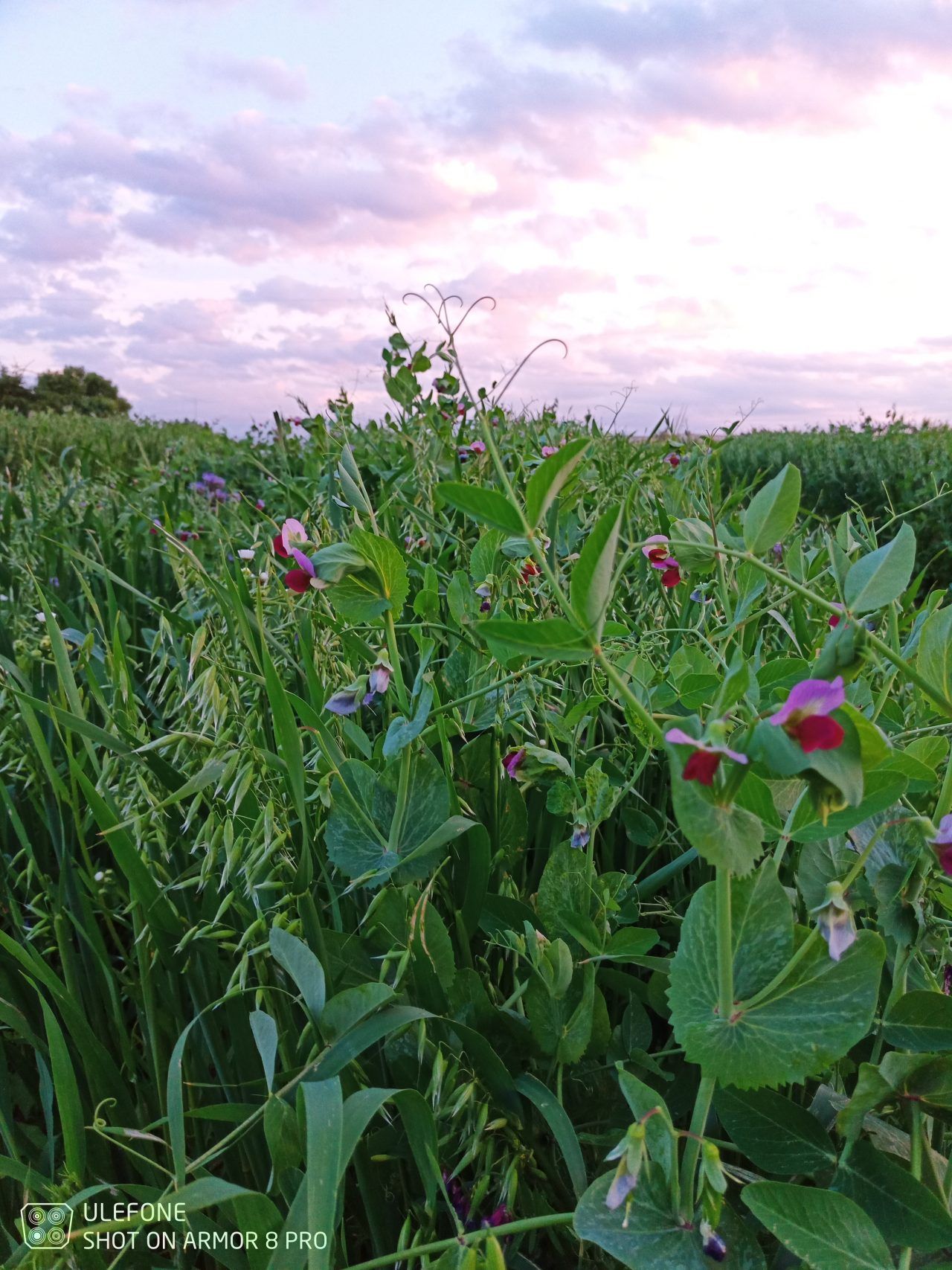 Cover Crops and Green Manures EFAO