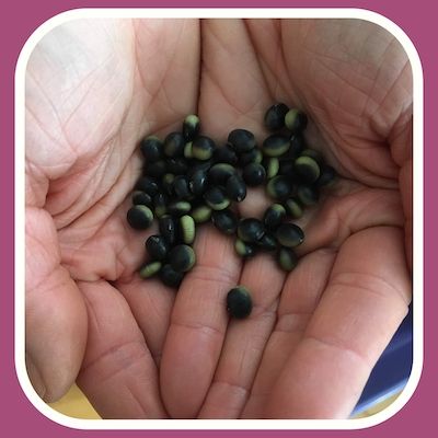 Close up of light skinned hands holding black and green bean seeds, framed in pink outline