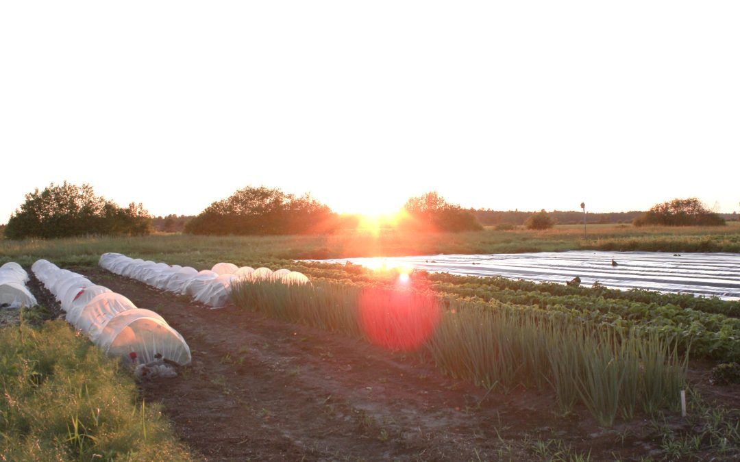 Introduction to ecological vegetable growing with Ignatius Farm