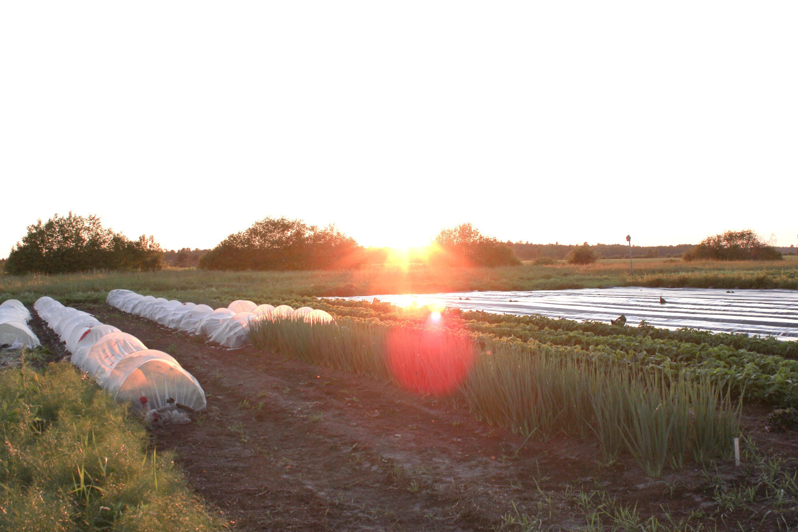 the sun sets behind a no-till market garden with rows of vegetables and row covers