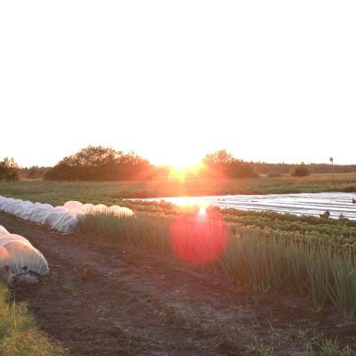the sun sets behind a no-till market garden with rows of vegetables and row covers
