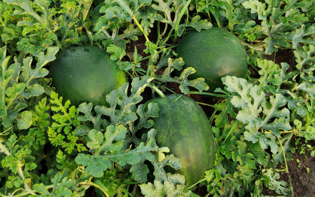 Exploring Cucurbit Genetics: Watermelon, Melon, & Cucumber Adaptation