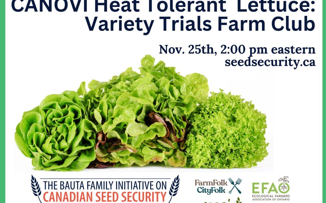 CANOVI Farm Club: Heat Tolerant Lettuce