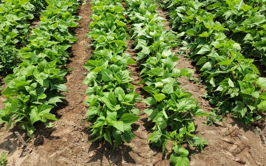 Agronomy and Weed Management for Organic Dry Bean Production