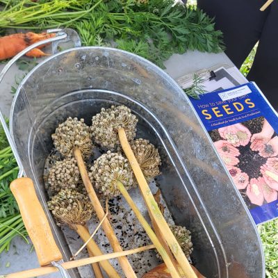 Onion seed heads lay in a metal basket. Beside the basket is a book about seed saving