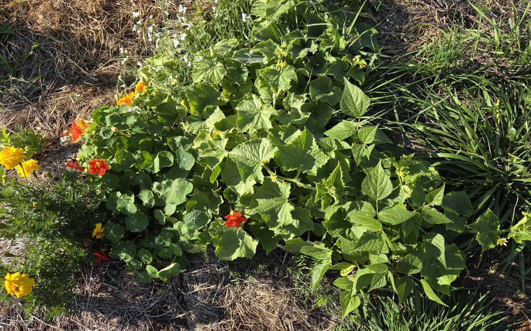 Polycultures for cucumbers