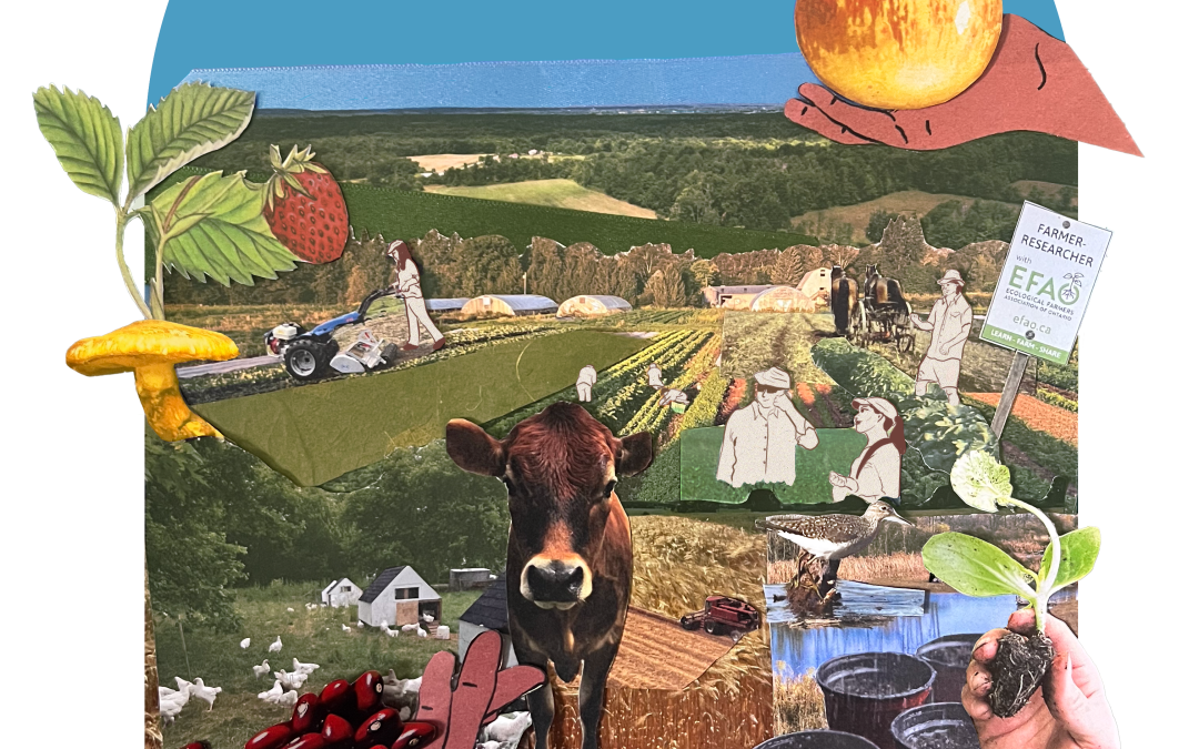13th Annual EFAO Conference