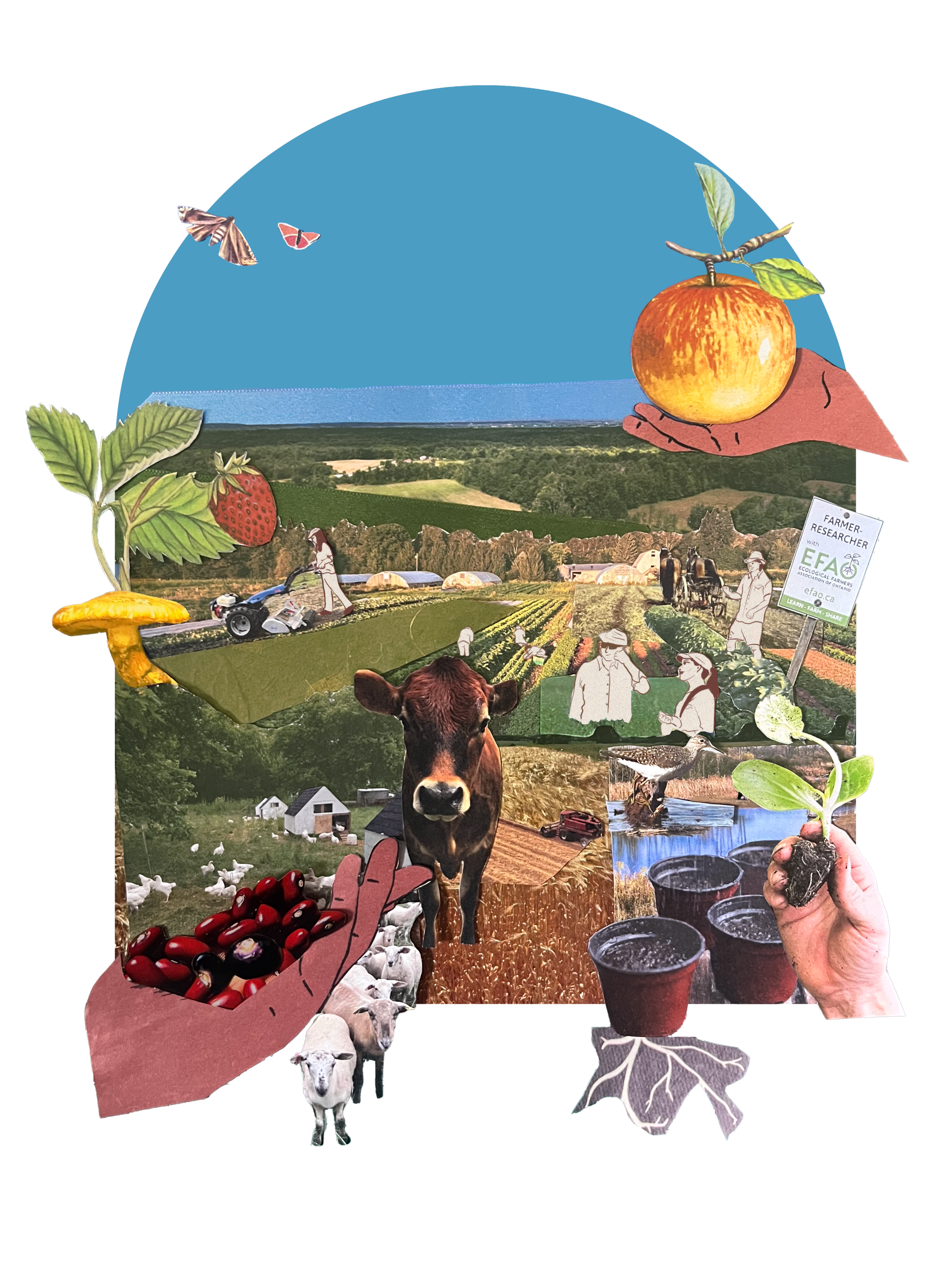 Collage of different kinds of ecological farms