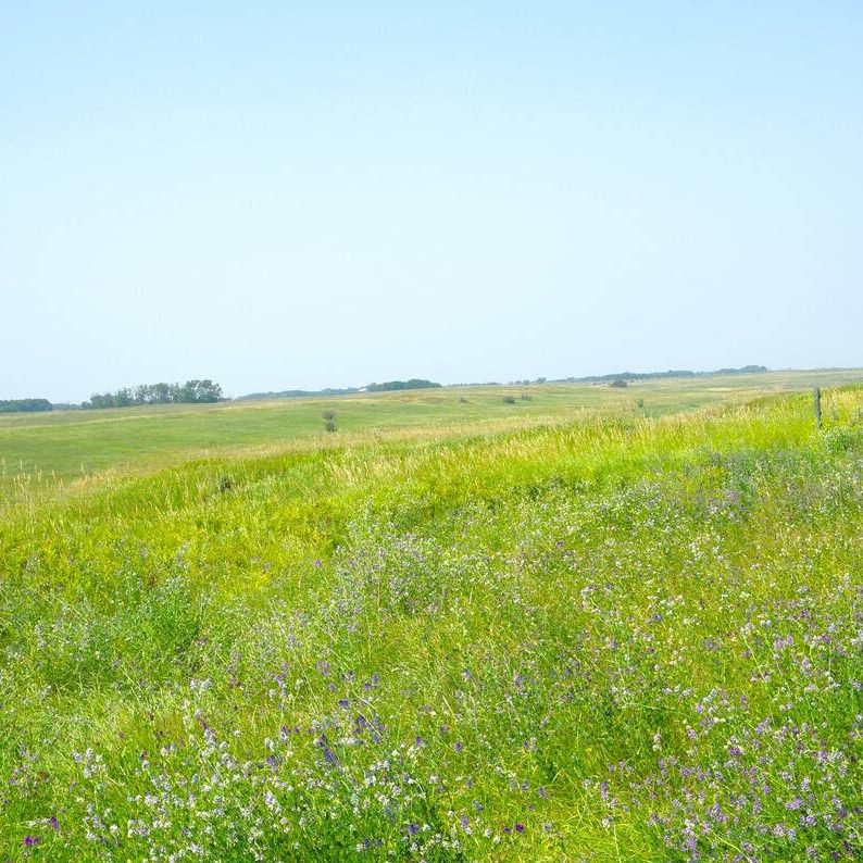 photo of grazing pasture landscape in manitoba in the summer