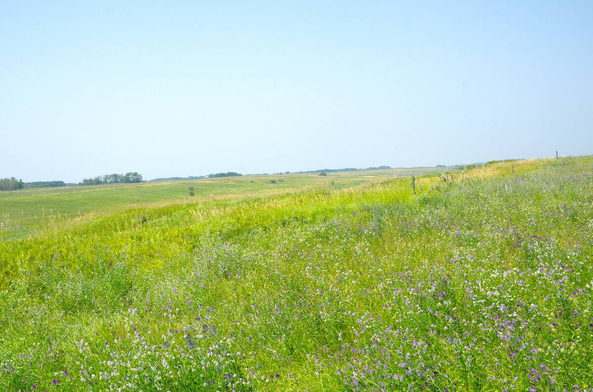 photo of grazing pasture landscape in manitoba in the summer