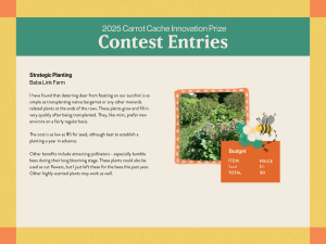 have found that deterring deer from feasting on our zucchini is as simple as transplanting native bergamot or any other monarda related plants at the ends of the rows. These plants grow and fill in very quickly after being transplanted. They, like mint, prefer new environs on a fairly regular basis. The cost is as low as $5 for seed, although best to establish a planting a year in advance. Other benefits include attracting pollinators - especially bumble bees during their long blooming stage. These plants could also be used as cut flowers, but I just left these for the bees this past year. Other highly scented plants may work as well.