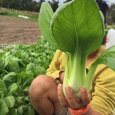 a person holds up a green bok choi in the field at Healing Hands Farm