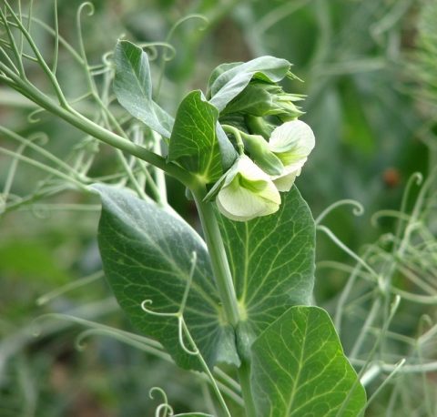 May Seed Growers Online Meet-Up - EFAO