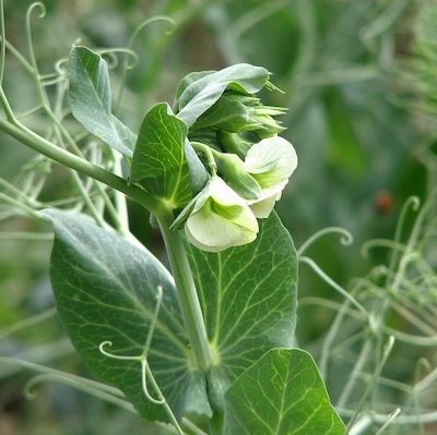 Close up of a lush green pea plant with white flowers opening