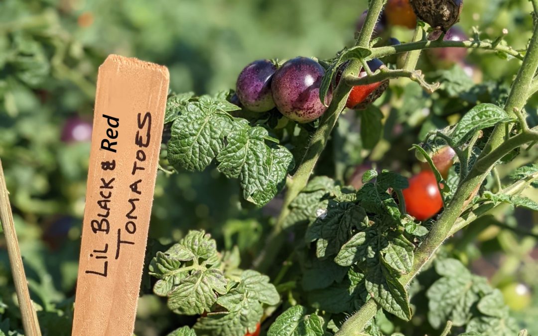 Seeds, Transparency, and Choice: GM Tomatoes Enter the Garden Market