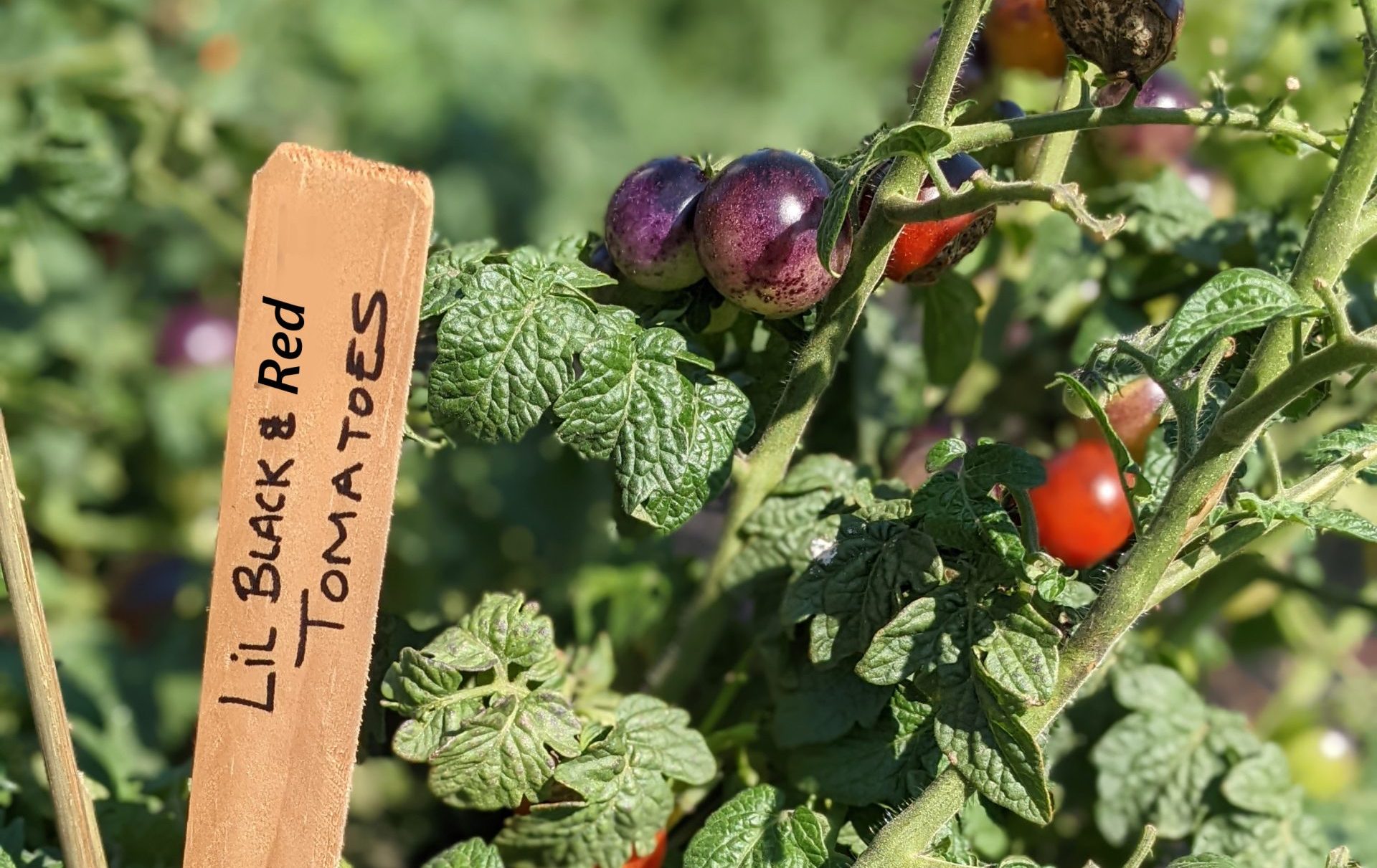 photo of an alternative to genetically modified purple tomatoes. sign says lil black and red tomatoes
