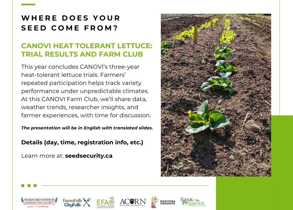 CANOVI heat tolerant lettuce trial: results and farm club