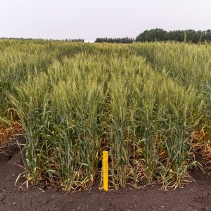 PPB wheat trials in Brandon, Manitoba, 2021.