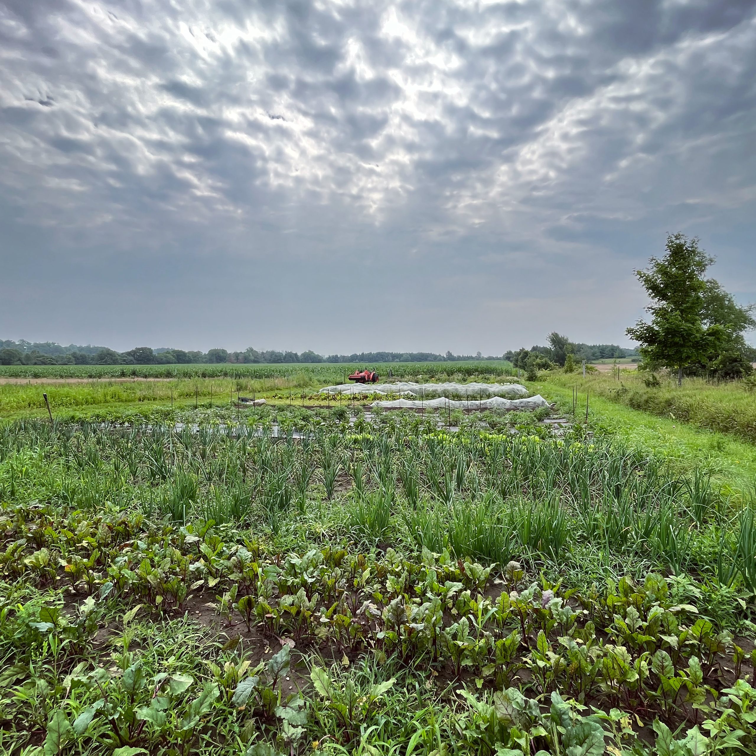 A sweeping landscape image of Spiral Farm's vegetable plot, with an overcast but glowing sky above