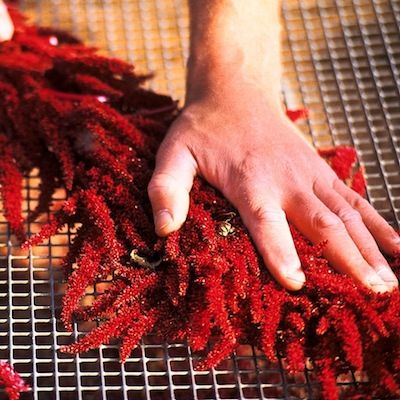 Vibrant scarlet amaranth seed heads laid out on a screen are pressed by a light skinned hand for seed harvest