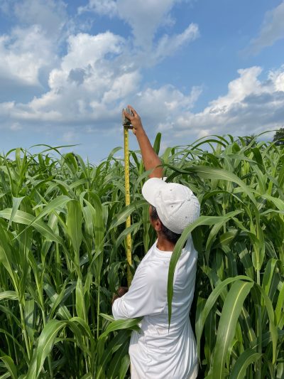 Surendra of Lawoty Farms measures a very tall stand of corn with a tape measure