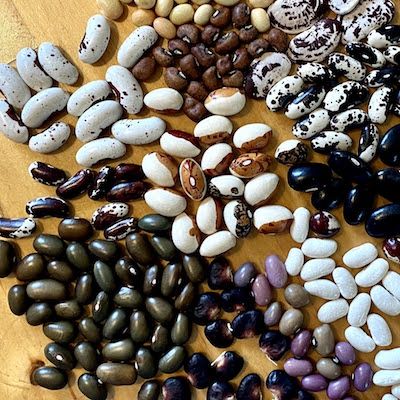 an array of colourful dry beans, ranging from white to purple to green to speckled to brown, sit on a wood surface