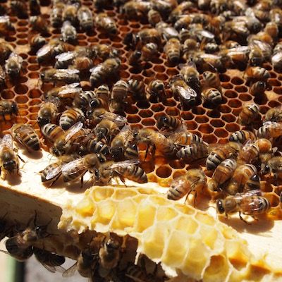 A swarm of Honeybees on a golden honeycomb