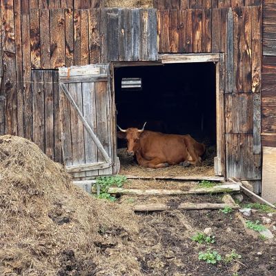 A horned red cow sits in a bar doorway, facing the camera