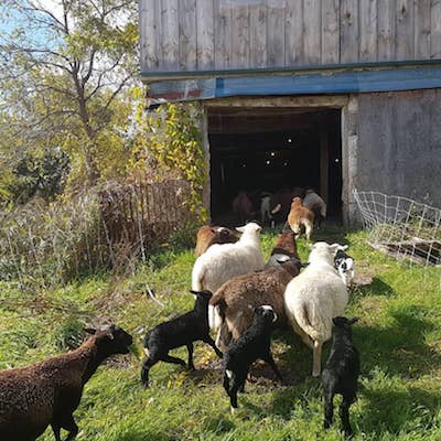 A small group of brown, white and black sheep with lambs heads into a barn on a sunny fall day