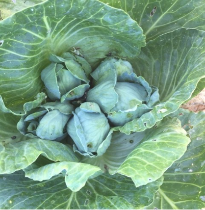 A Home Run with Baseball Cabbages - EFAO