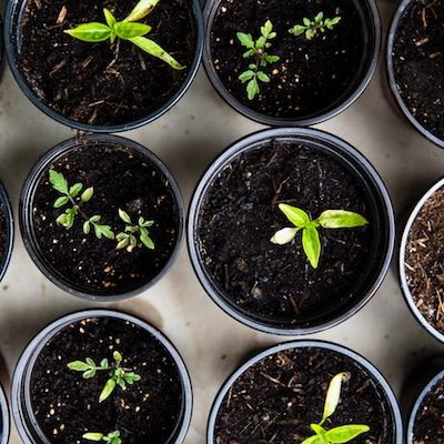 View from above of several young vegetable seedlings in round pots