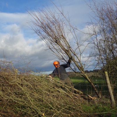 Does Your Hedgerow Have What it Takes?