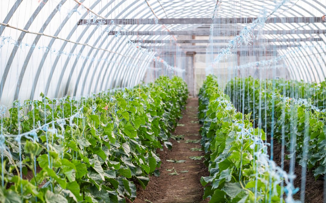 Hoop House Growing with The New Farm Centre & Multi Shelter Solutions