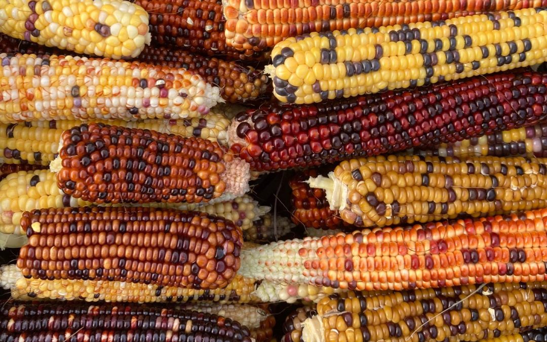 Traditional Ecological Knowledge