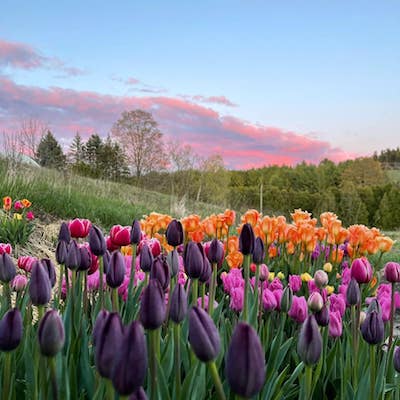 A field of tulips in orange, pink and purple shades, grows under a blue sky at sunrise