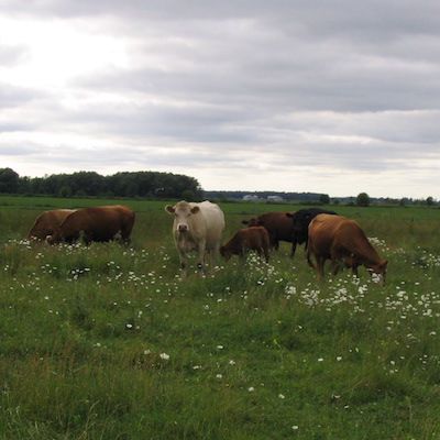 White and red cattle graze in a lush green field