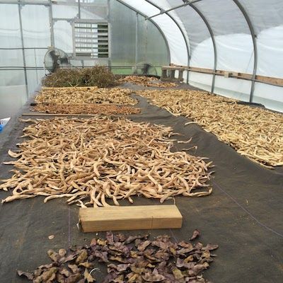 Several piles of tan dry bean pods lay on screen tables inside a hoop house to dry.