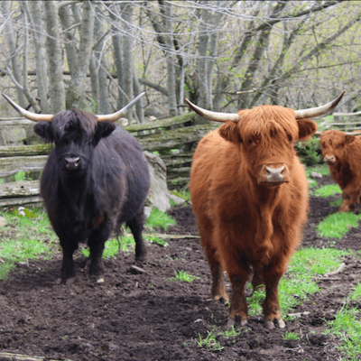 Two highland cows, one black and one red, stand looking at the viewer from a lush pasture bordered by trees in late falll. A third red cow peeks in from the right