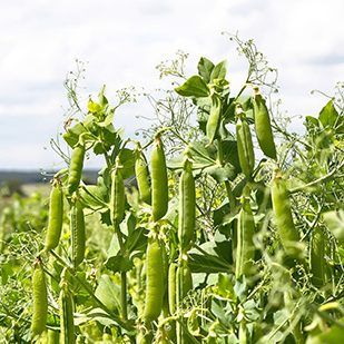 Fresh Peas: Botany & Genetics