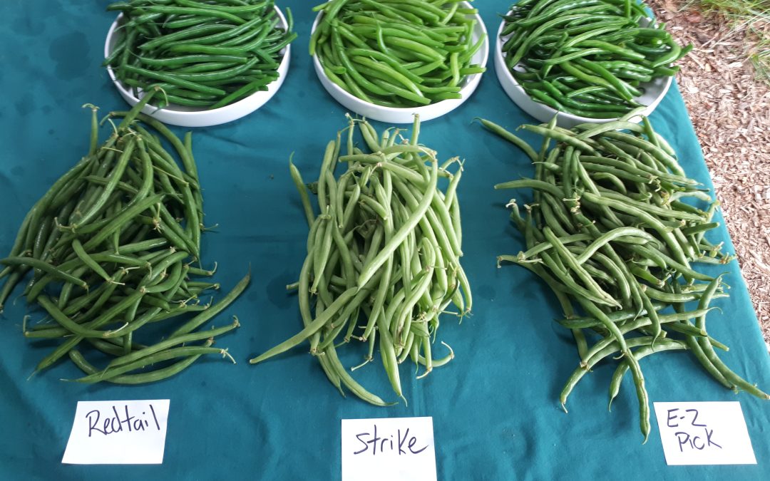 Variety trial of easy to pick bush beans