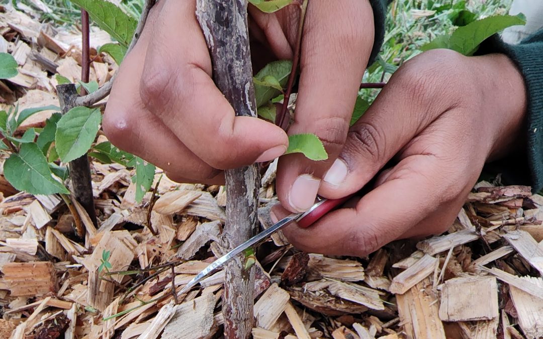 Efficacy of grafting methods for stone fruits